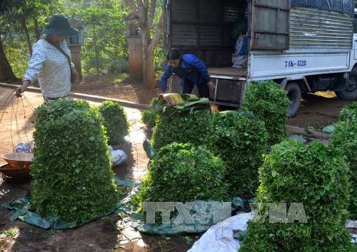 Xà lách xoong - rau sạch siêu lợi nhuận 